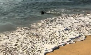 CJ The Surfing Staffy