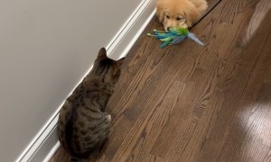 Golden Retriever Puppy Wants Kitty to Play