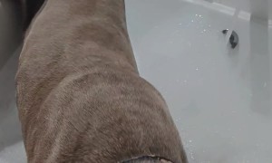 Pup Joins Owner For a Bath