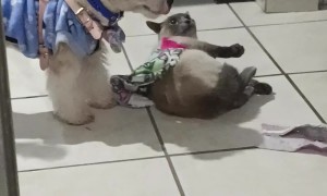 Pup Pulls Kitty Friend Along