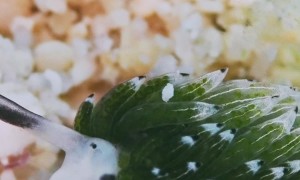 A Close-Up Look at a Tiny Sea Slug