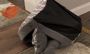 Magic Word Brings Puppies to Bed