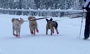 Dogs Take Woman Skiing