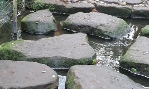 Puppies Attempt To Cross