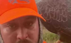 Bald Eagle Lands on Man's Shoulder
