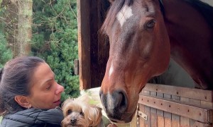 Little Dog Startles Big Horse