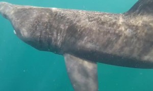 Underwater Encounter With a Basking Shark