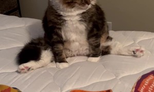 Cat Strikes a Sultry Pose