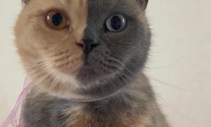 Chimera Kitty With a Two-Toned Face