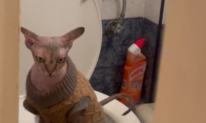 Owner Catches Sphinx Cat Using the Toilet