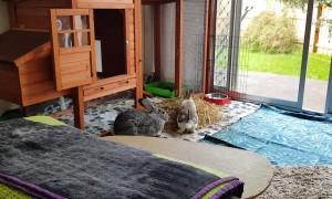 Rabbit Shares Stolen Treats