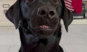 Black Lab Jitters For Ball