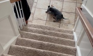 This Puppy Is Still Getting Used to Stairs