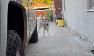Hide and Seek Husky
