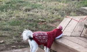 Jack Doesn't Like His New Sweater