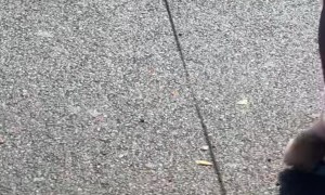 Leash Training My Kitten Gone Wrong