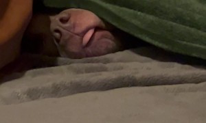 Four-Legged Food Detector