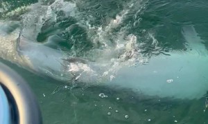 Tiger Shark Floats Belly-Up in Trance-Like State