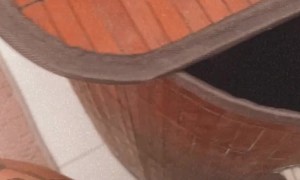 Kitten Jumps From Laundry Basket