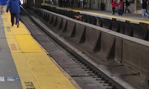 Loose Bull Spotted Running on Train Tracks in New Jersey