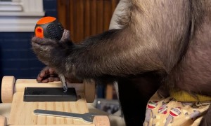 Capuchin Monkey Is Hard at Work