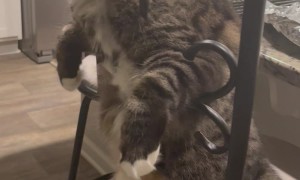 Chillin' Kitty Having A Lazy Day