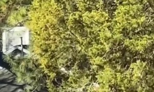 Garbage Truck Drops Trash In Driveway