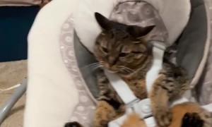 Cat Tests The Baby Swing