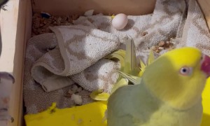 Indian Ringneck Parrots Are Going to Be Parents