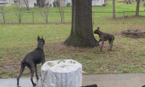 Squirrel Patrol Struggles