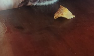 Dog Struggles to Eat a Chip