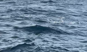 Baby Orca Shows Off Its Tail