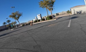 Skateboarding Dog Cruises Through Parking Lot