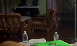 Sneaky Cat Tries to Steal Food