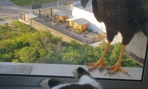 Crested Caracaras Can't Reach Chill Cat