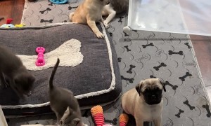 Pug Puppies And Kittens Play Together