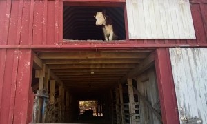 Rose The Climbing Calf