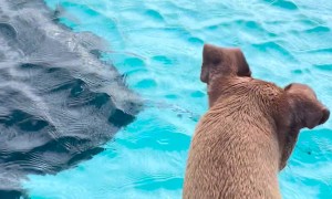 Dog Swims With Manta Rays