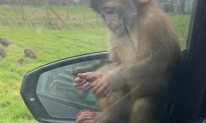 Baby Monkey Climbs on Car at Drive-Thru Safari Park
