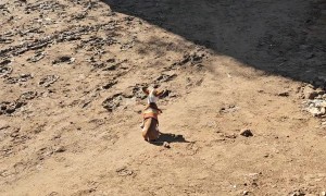 Chihuahua Supervises Job Site