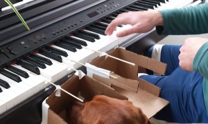 Dog Learns To Play Piano