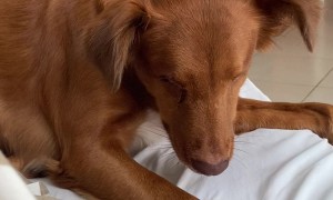 Playing With A Blind Dog