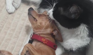 A Cozy Moment Between A Cat And A Dog
