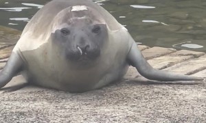 Neil The Seal Waddles Into Naptime