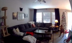 Dog Pulls Down Christmas Tree