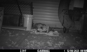 Possum Pilfers Blanket