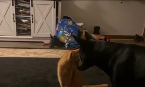 Wrestler Cat Body Slams Dog