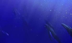 Swimming With Humpback Whales