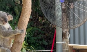 Koala Cools Off In Breeze