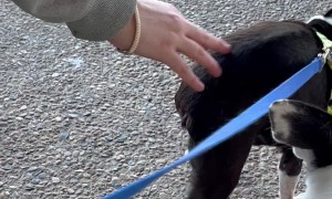 Boston Terrier Does Handstands For Booty Scritches